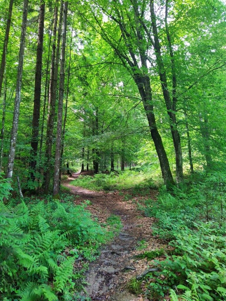 Wege finden – Rose Schliessmann Schmaler Waldweg durch einen grünen Laubwald – ein Sinnbild für Innehalten, Wahrnehmen und neue Wege.