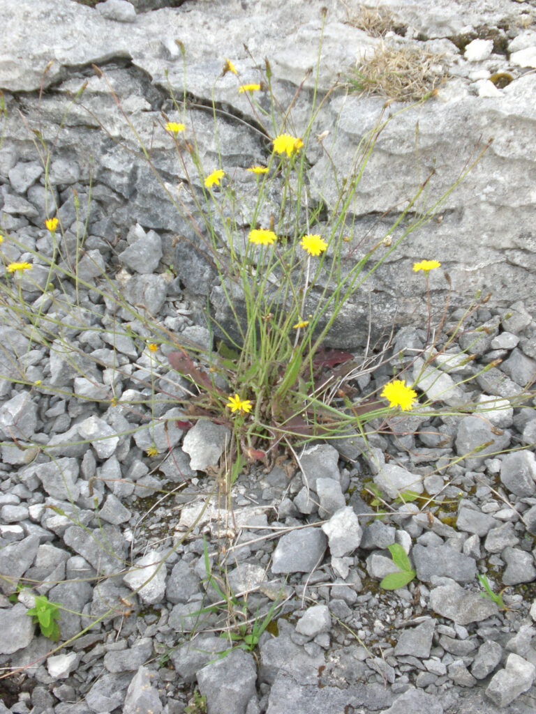 Rose Schliessmann – Die eigene Stärke wiederfinden Gelbe Wildblumen wachsen zwischen grauen Steinen – ein Sinnbild für innere Stärke und Widerstandskraft.