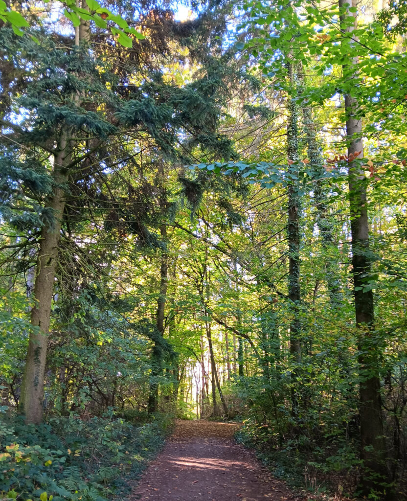 Rose Schliessmann – Waldbaden und Naturangebote Ein Weg im Wald.