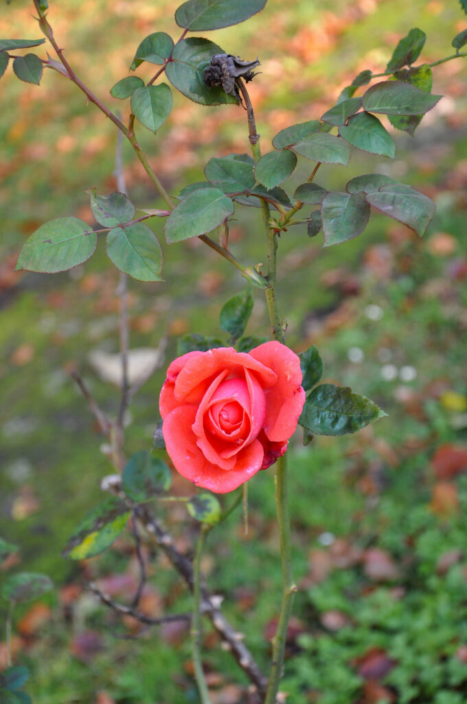 Rose Schliessmann – die Rose Rote Rose an einem grünen Rosenstrauch.